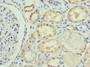 Immunohistochemistry of paraffin-embedded human kidney tissue using CAC12818 at dilution of 1:100 Immunohistochemistry of paraffin-embedded human kidney tissue using CAC12818 at dilution of 1:100