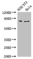 Western Blot, Positive WB detected in: NIH/3T3 whole cell lysate, Hela whole cell lysate, All lanes: PCCA antibody at 4ug/ml, Secondary, Goat polyclonal to rabbit IgG at 1/50000 dilution, Predicted band size: 81, 78, 76 kDa, Observed band size: 81 kDa Western Blot, Positive WB detected in: NIH/3T3 whole cell lysate, Hela whole cell lysate, All lanes: PCCA antibody at 4ug/ml, Secondary, Goat polyclonal to rabbit IgG at 1/50000 dilution, Predicted band size: 81, 78, 76 kDa, Observed band size: 81 kDa
