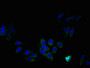 Immunofluorescent analysis of HepG2 cells using CAC12824 at dilution of 1:100 and Alexa Fluor 488-congugated AffiniPure Goat Anti-Rabbit IgG(H+L) Immunofluorescent analysis of HepG2 cells using CAC12824 at dilution of 1:100 and Alexa Fluor 488-congugated AffiniPure Goat Anti-Rabbit IgG(H+L)
