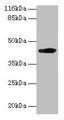 Western Blot, All lanes: H2-D1 antibody at 2ug/ml + A549 whole cell lysate, Secondary, Goat polyclonal to rabbit IgG at 1/10000 dilution, Predicted band size: 42 kDa, Observed band size: 42 kDa