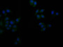 Immunofluorescence staining of Hela cells with CAC12827 at 1:100, counter-stained with DAPI. The cells were fixed in 4% formaldehyde and blocked in 10% normal Goat Serum. The cells were incubated with the antibody overnight at 4°C. Nuclear DNA was labeled in blue with DAPI. The secondary antibody was FITC-conjugated AffiniPure Goat Anti-Mouse IgG (H+L).