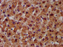 IHC image of CAC12830 diluted at 1:300 and staining in paraffin-embedded human liver tissue performed on a Leica BondTM system. After dewaxing and hydration, antigen retrieval was mediated by high pressure in a citrate buffer (pH 6.0). Section was blocked with 10% normal goat serum 30min at RT. Then primary antibody (1% BSA) was incubated at 4°C overnight. The primary is detected by a biotinylated secondary antibody and visualized using an HRP conjugated SP system.
