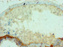 Immunohistochemistry of paraffin-embedded human testis tissue using CAC12837 at dilution of 1:100 Immunohistochemistry of paraffin-embedded human testis tissue using CAC12837 at dilution of 1:100