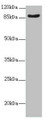 Western Blot, All lanes: SUPT20H antibody at 2.07ug/ml + Mouse kidney tissue, Secondary, Goat polyclonal to rabbit IgG at 1/10000 dilution, Predicted band size: 86, 81, 89 kDa, Observed band size: 86 kDa