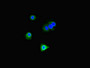 Immunofluorescent analysis of Hela cells using CAC12851 at dilution of 1:100 and Alexa Fluor 488-congugated AffiniPure Goat Anti-Rabbit IgG(H+L) Immunofluorescent analysis of Hela cells using CAC12851 at dilution of 1:100 and Alexa Fluor 488-congugated AffiniPure Goat Anti-Rabbit IgG(H+L)