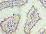 Immunohistochemistry of paraffin-embedded human small intestine tissue using CAC12854 at dilution of 1:100
