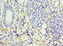 Immunohistochemistry of paraffin-embedded human pancreatic tissue using CAC12854 at dilution of 1:100