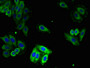 Immunofluorescent analysis of HepG2 cells using CAC12859 at dilution of 1:100 and Alexa Fluor 488-congugated AffiniPure Goat Anti-Rabbit IgG(H+L) Immunofluorescent analysis of HepG2 cells using CAC12859 at dilution of 1:100 and Alexa Fluor 488-congugated AffiniPure Goat Anti-Rabbit IgG(H+L)