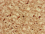 IHC image of CAC12864 diluted at 1:800 and staining in paraffin-embedded human brain tissue performed on a Leica BondTM system. After dewaxing and hydration, antigen retrieval was mediated by high pressure in a citrate buffer (pH 6.0). Section was blocked with 10% normal goat serum 30min at RT. Then primary antibody (1% BSA) was incubated at 4°C overnight. The primary is detected by a biotinylated secondary antibody and visualized using an HRP conjugated SP system. IHC image of CAC12864 diluted at 1:800 and staining in paraffin-embedded human brain tissue performed on a Leica BondTM system. After dewaxing and hydration, antigen retrieval was mediated by high pressure in a citrate buffer (pH 6.0). Section was blocked with 10% normal goat serum 30min at RT. Then primary antibody (1% BSA) was incubated at 4°C overnight. The primary is detected by a biotinylated secondary antibody and visualized using an HRP conjugated SP system.