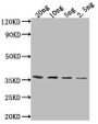 Western Blot, Positive WB detected in Recombinant protein, All lanes: ATG32 antibody at 1:2000, Secondary, Goat polyclonal to rabbit IgG at 1/50000 dilution, Predicted band size: 32.8 kDa, Observed band size: 35 kDa Western Blot, Positive WB detected in Recombinant protein, All lanes: ATG32 antibody at 1:2000, Secondary, Goat polyclonal to rabbit IgG at 1/50000 dilution, Predicted band size: 32.8 kDa, Observed band size: 35 kDa