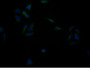 Immunofluorescence staining of HepG2 cells with CAC12880 at 1:133, counter-stained with DAPI. The cells were fixed in 4% formaldehyde, permeabilized using 0.2% Triton X-100 and blocked in 10% normal Goat Serum. The cells were then incubated with the antibody overnight at 4°C. The secondary antibody was Alexa Fluor 488-congugated AffiniPure Goat Anti-Rabbit IgG(H+L). Immunofluorescence staining of HepG2 cells with CAC12880 at 1:133, counter-stained with DAPI. The cells were fixed in 4% formaldehyde, permeabilized using 0.2% Triton X-100 and blocked in 10% normal Goat Serum. The cells were then incubated with the antibody overnight at 4°C. The secondary antibody was Alexa Fluor 488-congugated AffiniPure Goat Anti-Rabbit IgG(H+L).