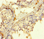 Immunohistochemistry of paraffin-embedded human testis tissue using CAC12888 at dilution of 1:100