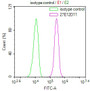 Overlay Peak curve showing HepG2 cells stained with CAC12890 (red line) at 1:100. The cells were incubated in 10% normal goat serum to block non-specific protein-protein interactions followed by the antibody (1ug/1*106cells) for 1h at 4°C. The secondary antibody used was FITC-conjugated Goat Anti-Mouse IgG(H+L) at 1/100 dilution for 30min at 4°C. Isotype control antibody (green line) was mouse IgG1 (1ug/1*106cells) used under the same conditions. Acquisition of >10,000 events was performed.