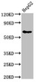 Western Blot, Positive WB detected in: HepG2 whole cell lysate, All lanes: DLAT antibody at 4ug/ml, Secondary, Goat polyclonal to rabbit IgG at 1/50000 dilution, Predicted band size: 69 kDa, Observed band size: 69 kDa Western Blot, Positive WB detected in: HepG2 whole cell lysate, All lanes: DLAT antibody at 4ug/ml, Secondary, Goat polyclonal to rabbit IgG at 1/50000 dilution, Predicted band size: 69 kDa, Observed band size: 69 kDa