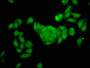 Immunofluorescence staining of HepG2 cells with CAC12900 at 1:166, counter-stained with DAPI. The cells were fixed in 4% formaldehyde, permeabilized using 0.2% Triton X-100 and blocked in 10% normal Goat Serum. The cells were then incubated with the antibody overnight at 4°C. The secondary antibody was Alexa Fluor 488-congugated AffiniPure Goat Anti-Rabbit IgG(H+L).