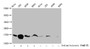 Western Blot, Detected samples: Hela whole cell lysate, 293 whole cell lysate, A549 whole cell lysate, K562 whole cell lysate; Untreated (-) or treated (+) with 30mM sodium butyrate for 4h, All lanes: HIST1H3A antibody at 1:100, Secondary, Goat polyclonal to rabbit IgG at 1/50000 dilution, Predicted band size: 16 kDa, Observed band size: 16 kDa