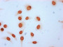 Immunocytochemistry analysis of CAC12903 diluted at 1:4 and staining in Hela cells (treated with 30mM sodium butyrate for 4h) performed on a Leica BondTM system. The cells were fixed in 4% formaldehyde, permeabilized using 0.2% Triton X-100 and blocked with 10% normal goat serum 30min at RT. Then primary antibody (1% BSA) was incubated at 4°C overnight. The primary is detected by a biotinylated secondary antibody and visualized using an HRP conjugated SP system.