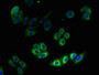 Immunofluorescent analysis of HepG2 cells using CAC12904 at dilution of 1:100 and Alexa Fluor 488-congugated AffiniPure Goat Anti-Rabbit IgG(H+L)