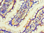 Immunohistochemistry of paraffin-embedded human small intestine tissue using CAC12906 at dilution of 1:100