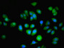 Immunofluorescent analysis of A549 cells using CAC12911 at dilution of 1:100 and Alexa Fluor 488-congugated AffiniPure Goat Anti-Rabbit IgG(H+L)