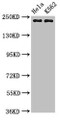 Western Blot, Positive WB detected in: Hela whole cell lysate, K562 whole cell lysate, All lanes: NUMA1 antibody at 3.2ug/ml, Secondary, Goat polyclonal to rabbit IgG at 1/50000 dilution, Predicted band size: 239, 237, 202, 201, 110 kDa, Observed band size: 239 kDa