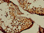 Immunohistochemistry of paraffin-embedded human testis tissue using CAC12914 at dilution of 1:100