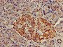 Immunohistochemistry of paraffin-embedded human pancreatic tissue using CAC12914 at dilution of 1:100
