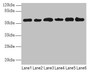Western Blot, All lanes: PHF10 antibody at 8ug/ml, Lane 1: Hela whole cell lysate, Lane 2: 293T whole cell lysate, Lane 3: A2780 whole cell lysate, Lane 4: U251 whole cell lysate, Lane 5: A549 whole cell lysate, Lane 6: A375 whole cell lysate, Secondary, Goat polyclonal to rabbit IgG at 1/10000 dilution, Predicted band size: 57, 56, 52 kDa, Observed band size: 57 kDa Western Blot, All lanes: PHF10 antibody at 8ug/ml, Lane 1: Hela whole cell lysate, Lane 2: 293T whole cell lysate, Lane 3: A2780 whole cell lysate, Lane 4: U251 whole cell lysate, Lane 5: A549 whole cell lysate, Lane 6: A375 whole cell lysate, Secondary, Goat polyclonal to rabbit IgG at 1/10000 dilution, Predicted band size: 57, 56, 52 kDa, Observed band size: 57 kDa