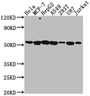Western Blot, Positive WB detected in: Hela whole cell lysate, MCF-7 whole cell lysate, HepG2 whole cell lysate, A549 whole cell lysate, 293T whole cell lysate, U87 whole cell lysate, Jurkat whole cell lysate, All lanes: PRAMEF6 antibody at 1:2000, Secondary, Goat polyclonal to rabbit IgG at 1/50000 dilution, Predicted band size: 55 kDa, Observed band size: 55 kDa