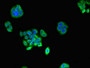 Immunofluorescent analysis of PC-3 cells using CAC12918 at dilution of 1:100 and Alexa Fluor 488-congugated AffiniPure Goat Anti-Rabbit IgG(H+L)