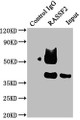 Immunoprecipitating RASSF2 in Raji whole cell lysate, Lane 1: Rabbit control IgG instead of CAC12920 in Raji whole cell lysate., For western blotting, a HRP-conjugated Protein G antibody was used as the secondary antibody (1/50000), Lane 2: CAC12920 (5?g) + Raji whole cell lysate (0.5mg), Lane 3: Raji whole cell lysate (20?g)