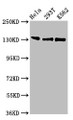 Western Blot, Positive WB detected in: Hela whole cell lysate, 293T whole cell lysate, K562 whole cell lysate, All lanes: RFX1 antibody at 3ug/ml, Secondary, Goat polyclonal to rabbit IgG at 1/50000 dilution, Predicted band size: 105 kDa, Observed band size: 105 kDa