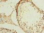 Immunohistochemistry of paraffin-embedded human testis tissue using CAC12928 at dilution of 1:100