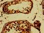 Immunohistochemistry of paraffin-embedded human testis tissue using CAC12932 at dilution of 1:100