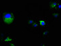 Immunofluorescence staining of MCF-7 cells with CAC12932 at 1:100, counter-stained with DAPI. The cells were fixed in 4% formaldehyde, permeabilized using 0.2% Triton X-100 and blocked in 10% normal Goat Serum. The cells were then incubated with the antibody overnight at 4°C. The secondary antibody was Alexa Fluor 488-congugated AffiniPure Goat Anti-Rabbit IgG(H+L).