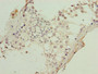 Immunohistochemistry of paraffin-embedded human testis tissue using CAC12940 at dilution of 1:100 Immunohistochemistry of paraffin-embedded human testis tissue using CAC12940 at dilution of 1:100