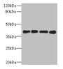 Western Blot, All lanes: MAGEB18 antibody at 12ug/ml, Lane 1: MCF-7 whole cell lysate, Lane 2: A549 whole cell lysate, Lane 3: Hela whole cell lysate, Lane 4: Mouse heart tissue, Secondary, Goat polyclonal to rabbit IgG at 1/10000 dilution, Predicted band size: 39 kDa, Observed band size: 39 kDa