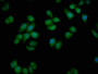Immunofluorescence staining of Hela cells with CAC12967 at 1:50, counter-stained with DAPI. The cells were fixed in 4% formaldehyde and blocked in 10% normal Goat Serum. The cells were then incubated with the antibody overnight at 4°C. The secondary antibody was Alexa Fluor 488-congugated AffiniPure Goat Anti-Rabbit IgG(H+L).