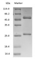MMAE & MMAF antibody on SDS-PAGE under reducing (R) condition. The purity of the protein is greater than 90%. MMAE & MMAF antibody on SDS-PAGE under reducing (R) condition. The purity of the protein is greater than 90%.