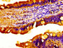 Immunohistochemistry of paraffin-embedded human small intestine tissue using CAC12983 at dilution of 1:100 Immunohistochemistry of paraffin-embedded human small intestine tissue using CAC12983 at dilution of 1:100