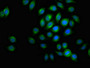 Immunofluorescent analysis of A549 cells using CAC12983 at dilution of 1:100 and Alexa Fluor 488-congugated AffiniPure Goat Anti-Rabbit IgG(H+L) Immunofluorescent analysis of A549 cells using CAC12983 at dilution of 1:100 and Alexa Fluor 488-congugated AffiniPure Goat Anti-Rabbit IgG(H+L)