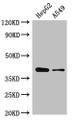 Western Blot, Positive WB detected in: HepG2 whole cell lysate, A549 whole cell lysate, All lanes: AMD1 antibody at 2.5ug/ml, Secondary, Goat polyclonal to rabbit IgG at 1/50000 dilution, Predicted band size: 39, 22 kDa, Observed band size: 39 kDa Western Blot, Positive WB detected in: HepG2 whole cell lysate, A549 whole cell lysate, All lanes: AMD1 antibody at 2.5ug/ml, Secondary, Goat polyclonal to rabbit IgG at 1/50000 dilution, Predicted band size: 39, 22 kDa, Observed band size: 39 kDa