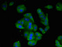 Immunofluorescent analysis of HepG2 cells using CAC12987 at dilution of 1:100 and Alexa Fluor 488-congugated AffiniPure Goat Anti-Rabbit IgG(H+L) Immunofluorescent analysis of HepG2 cells using CAC12987 at dilution of 1:100 and Alexa Fluor 488-congugated AffiniPure Goat Anti-Rabbit IgG(H+L)