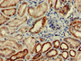 Immunohistochemistry of paraffin-embedded human kidney tissue using CAC12996 at dilution of 1:100 Immunohistochemistry of paraffin-embedded human kidney tissue using CAC12996 at dilution of 1:100