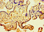 Immunohistochemistry of paraffin-embedded human placenta tissue using CAC13005 at dilution of 1:100 Immunohistochemistry of paraffin-embedded human placenta tissue using CAC13005 at dilution of 1:100