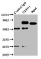 Immunoprecipitating CDH11 in SH-SY5Y whole cell lysate, Lane 1: Rabbit control IgG instead of CAC13005 in SH-SY5Y whole cell lysate., For western blotting, a HRP-conjugated Protein G antibody was used as the secondary antibody (1/5000), Lane 2: CAC13005 (8ug) + SH-SY5Y whole cell lysate (500ug), Lane 3: SH-SY5Y whole cell lysate (20ug) Immunoprecipitating CDH11 in SH-SY5Y whole cell lysate, Lane 1: Rabbit control IgG instead of CAC13005 in SH-SY5Y whole cell lysate., For western blotting, a HRP-conjugated Protein G antibody was used as the secondary antibody (1/5000), Lane 2: CAC13005 (8ug) + SH-SY5Y whole cell lysate (500ug), Lane 3: SH-SY5Y whole cell lysate (20ug)
