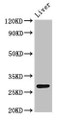 Western Blot, Positive WB detected in: Rat liver tissue, All lanes: CDX1 antibody at 4ug/ml, Secondary, Goat polyclonal to rabbit IgG at 1/50000 dilution, Predicted band size: 29, 15 kDa, Observed band size: 29 kDa Western Blot, Positive WB detected in: Rat liver tissue, All lanes: CDX1 antibody at 4ug/ml, Secondary, Goat polyclonal to rabbit IgG at 1/50000 dilution, Predicted band size: 29, 15 kDa, Observed band size: 29 kDa