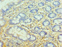 Immunohistochemistry of paraffin-embedded human small intestine tissue using CAC13012 at dilution of 1:100 Immunohistochemistry of paraffin-embedded human small intestine tissue using CAC13012 at dilution of 1:100