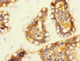 Immunohistochemistry of paraffin-embedded human small intestine tissue using CAC13025 at dilution of 1:100 Immunohistochemistry of paraffin-embedded human small intestine tissue using CAC13025 at dilution of 1:100