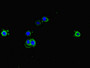 Immunofluorescent analysis of Hela cells using CAC13027 at dilution of 1:100 and Alexa Fluor 488-congugated AffiniPure Goat Anti-Rabbit IgG(H+L) Immunofluorescent analysis of Hela cells using CAC13027 at dilution of 1:100 and Alexa Fluor 488-congugated AffiniPure Goat Anti-Rabbit IgG(H+L)